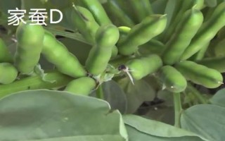 蚕豆的成熟期，每年5月份可上市