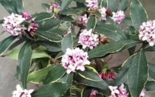 瑞香花如何养殖以及要注意什么,春季现蕾前可接受全日照