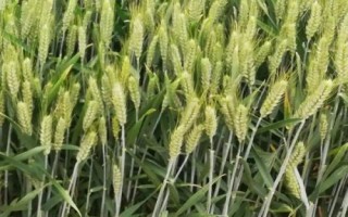 瑞晶麦8441小麦种子特点,每亩16-20万基本苗