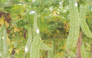 大顶苦瓜高产种植技术,播种前需浸种