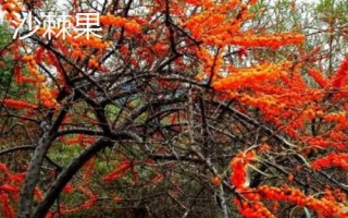 黑龙江绥棱县的特产，米醋历史悠久畅销省内外