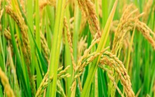 贝两优郁香水稻品种的特性,每亩大田用种量25~5千克