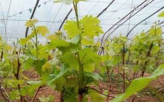 大棚葡萄如何追肥，首先要做好根部追肥