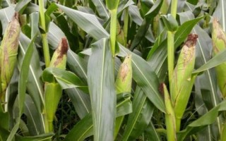 甜糯125玉米种简介，出苗-鲜食采收生育期102天