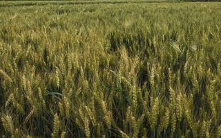 平安518小麦品种的特性,高抗叶锈病