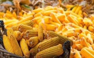 万鲜甜330玉米种子简介，中抗小斑病