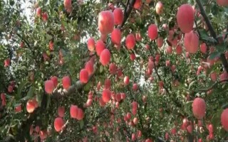苹果的种植前景，收益可观但市场饱和度高可能会供大于求