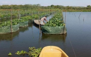 养殖黄鳝的要点，每隔5-7天要换1次水
