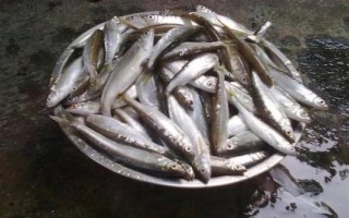 白条鱼的刺多不多，体内有大量鱼刺用来保持身体平衡