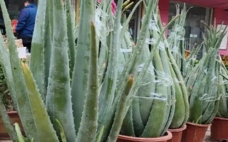 芦荟移盆注意事项，要提前一星期左右对植株浇水一次