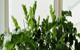 金钱树有什么寓意，寓意招财进宝、财源滚滚等