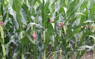 昌隆98玉米品种简介，平均生育期142天