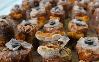 桑黄有没有种植前景，目前来看前景比较可观