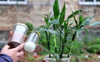 怎么养富贵竹，适宜生长在阴凉的环境中