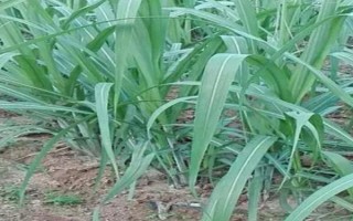 甘蔗种子的催芽方法，用清水浸种1-2天即可