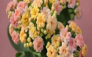 冬天长寿花怎样养才开花,需要为其提供充足的光照