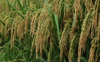 瑞两优1578水稻品种的特性,每亩有效穗数17.4万穗