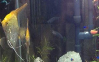 小瓜虫是怎样产生的，过度喂食、水质问题等均有可能