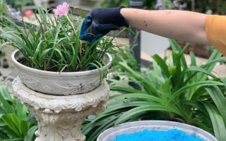 好听又有深意的植物，常见的有紫珠、玉簪、流苏等