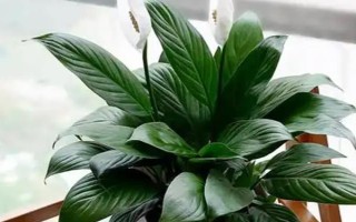 白掌的栽培管理方法，生长期间应经常保持盆土湿润