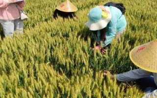 夏收秋种是什么时候,夏收是芒种和夏至前后