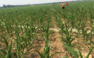 5G1919玉米品种的特性,密度4000株/亩左右