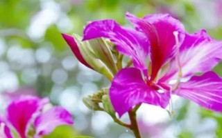 羊蹄甲是紫荆花吗，紫荆花不是羊蹄甲而是杂交新品种