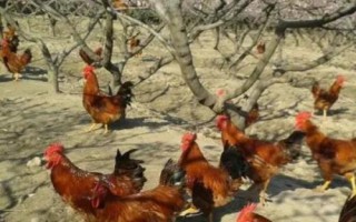 如何防治黄粉虫,可刮树皮或使用药剂