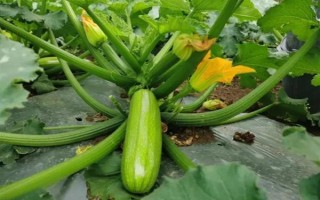 大棚西葫芦化瓜是什么原因，可能是授粉不良所致