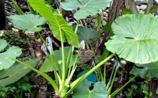 让滴水观音变绿的方法，配制疏松肥沃的土壤能让叶片更绿