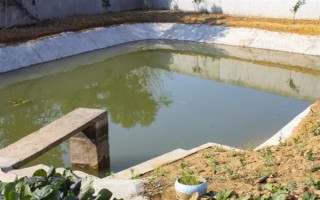 海瓜子怎么养殖，排干水塘再将种苗均匀撒在塘面上