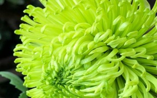 花中四君子的产地,梅花主要分布在我国西南安徽、浙江一带