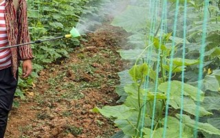 黄瓜多久施一次肥，结果期大概每一周都要施一次肥