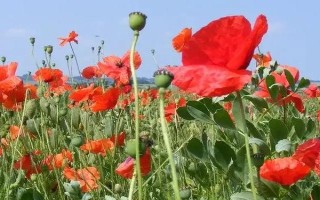 虞美人何时开花,在3-8月时开花
