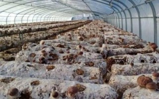 春栽香菇怎么把握时间以及选择品种，气温超过13℃有助于菌种萌发