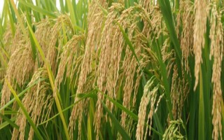 欣两优二号水稻品种简介,全生育期150.7天