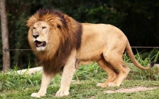 猫科动物有哪些种类,可分为猎豹亚科、豹亚科、猫亚科