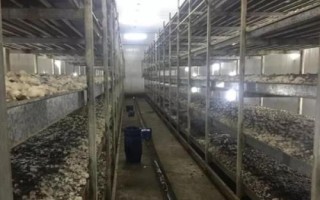 如何挑选草菇菌种,提前栽培则为优质高产者