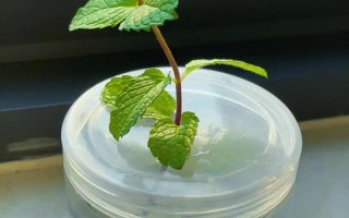 怎么养金钱薄荷，水养一定要保持水质清洁