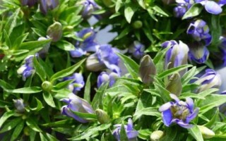 滇龙胆草种子的价格，有些地区每斤可达150元