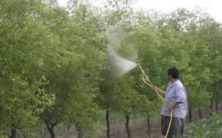 枣树花期要打什么药，吡虫啉、噻虫嗪、苏云金杆菌等药物均可使用