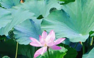 荷花叶子的形状，荷叶为圆形