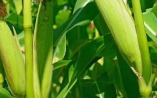 广良甜402玉米品种简介，春植生育期73天