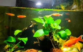 为什么新鱼入缸老鱼会死，可能是水质不好或感染病菌所致