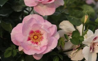 父亲节适合送什么花,可以选择石斛兰、向日葵等