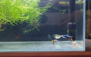 孔雀鱼好不好养，饲养难度不大