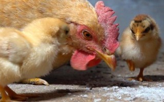 孵化小鸡要注意什么，孵化室的温度需超过25℃