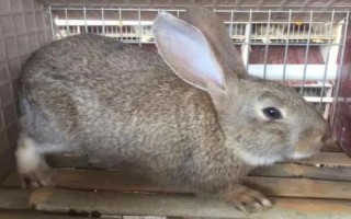 农村养殖思麻兔的前景，市场需求大、目前来看具有不错的潜力