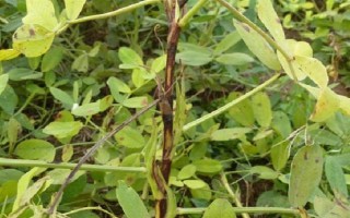 怎么防治花生青枯病，要进行水旱轮作、发现病株需拔除并烧毁