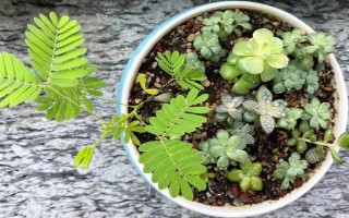 含羞草掉叶的原因，可能是浇水过量或光照不足所致